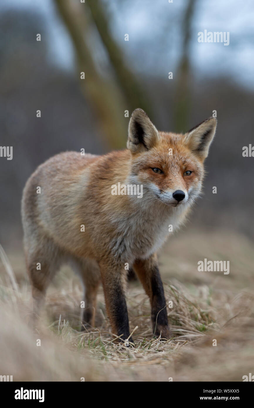 Le Renard roux / Rotfüchse ( Vulpes vulpes ), deux adultes, debout, assis, regardé le prudent, dans les arbustes au bord d'une forêt, l'Europe. Banque D'Images