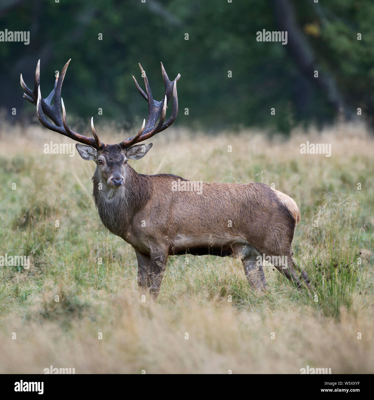 Red Deer / Rothirsch ( Cervus elaphus ), impressionnant royal stag, debout sur une clairière dans les bois, en regardant en arrière, vue de côté, l'Europe. Banque D'Images