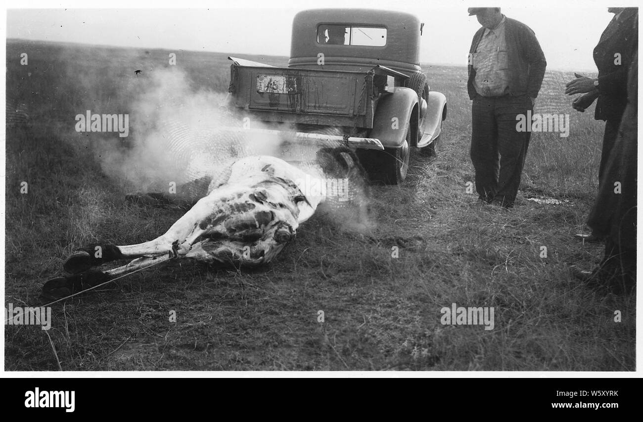 L'écorcher un buffle la manière facile ; la portée et contenu : accompli en tirant sur la carcasse entre deux voitures, mais jugé indésirable parce qu'elle ramasse un tas de saleté. Voir les photos de la carcasse et d'un pick-up, et les hommes d'observer. Banque D'Images