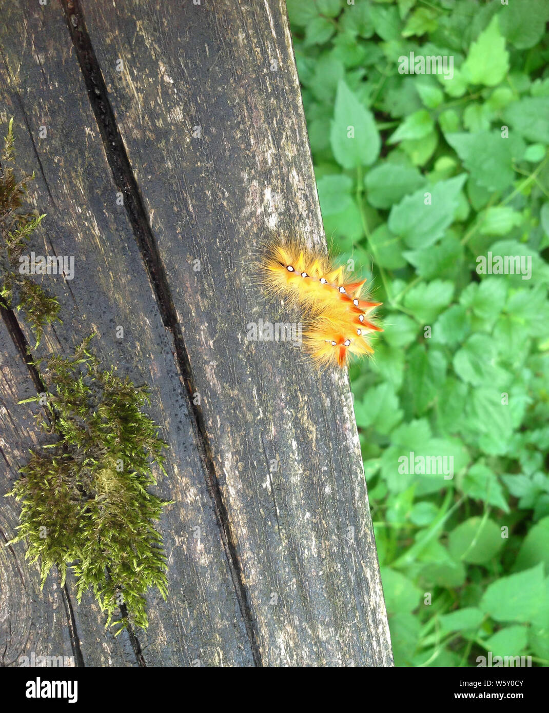 La larve de sycomore. Acronicta aceris Caterpillar, sur vieux bois patiné avec de la mousse au-dessus de feuilles vertes. Banque D'Images