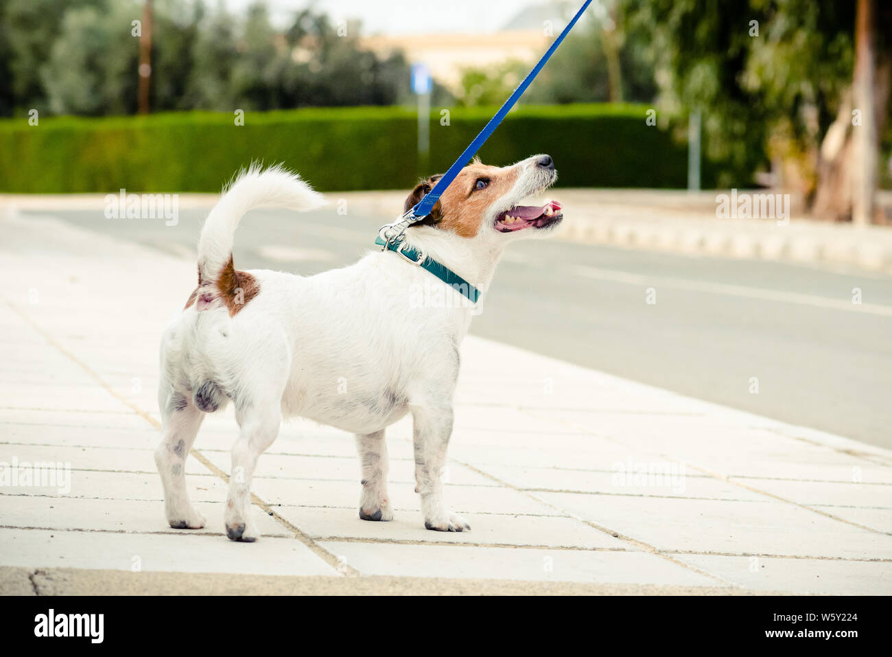 Promenade de chiens en laisse en face de petite ville du sud de l'Europe Banque D'Images