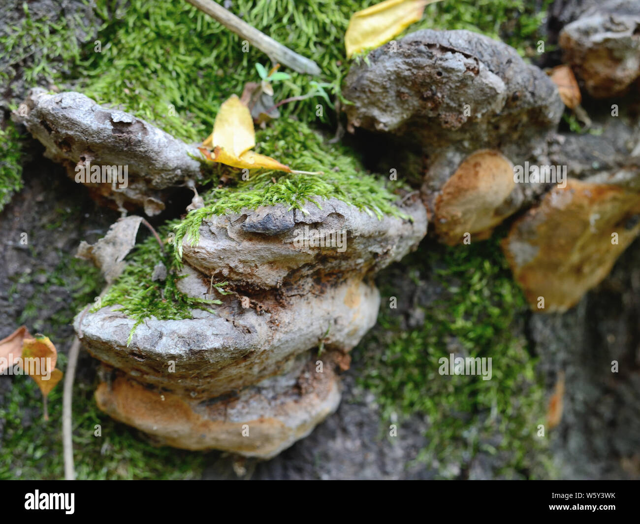 Mousse et champignons poussant sur un prunier Banque D'Images