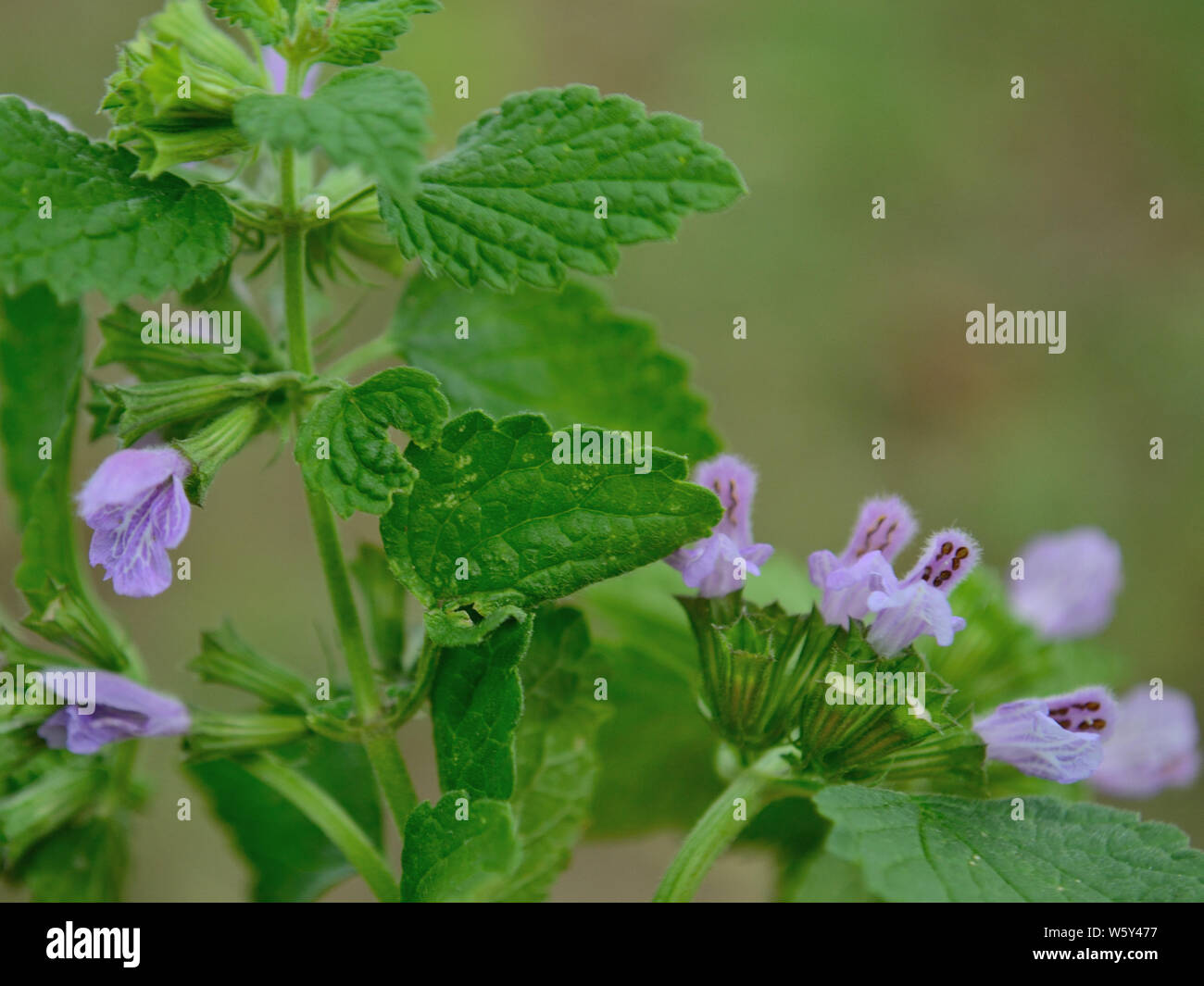 Close up of henbit dead-nettle Lamium maculatum, mauvaises herbes Banque D'Images