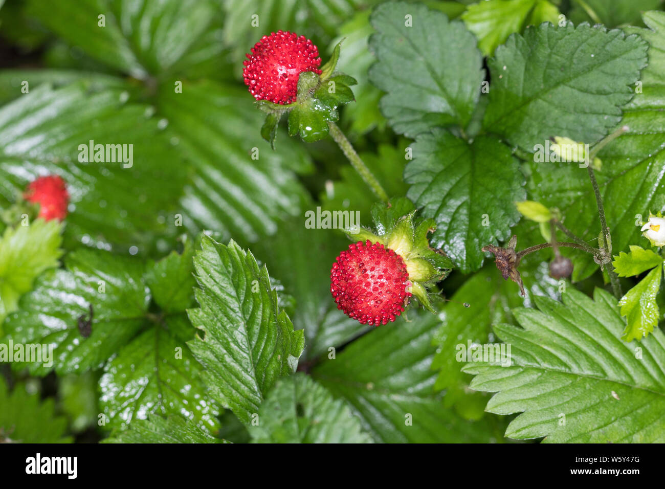 Indische Scheinerdbeere Scheinerdbeere Schein-Erdbeere,,, Scheinerdbeer-Fingerkraut, Potentilla indica, Duchesnea indica, mock strawberry, Indian stra Banque D'Images