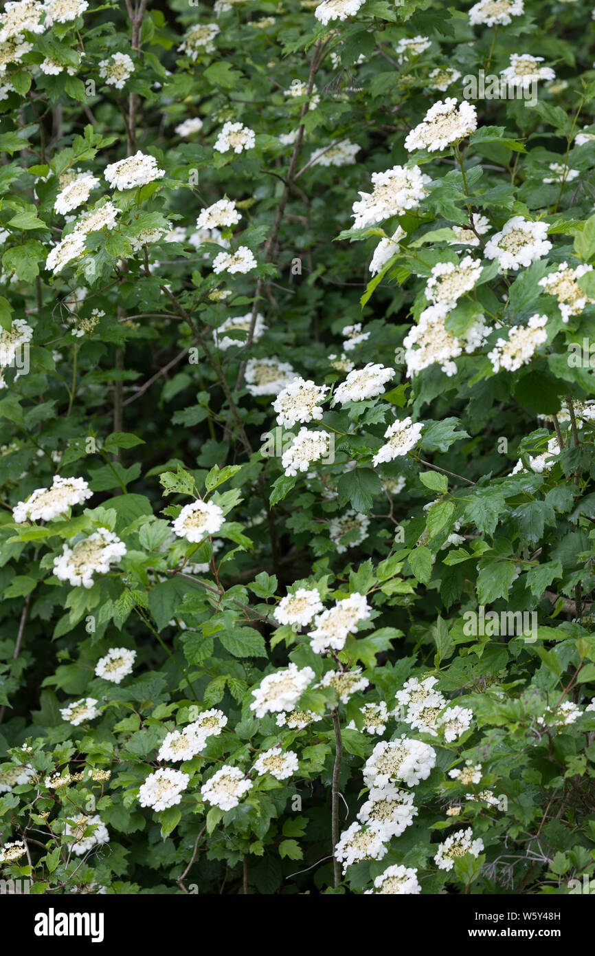 «Schneeball, Gewöhnlicher Schneeball, Schneeball, Blüte, blühend, Viburnum opulus, guelder rose, European Cranberrybush, Cranberrybush, Guelde Banque D'Images