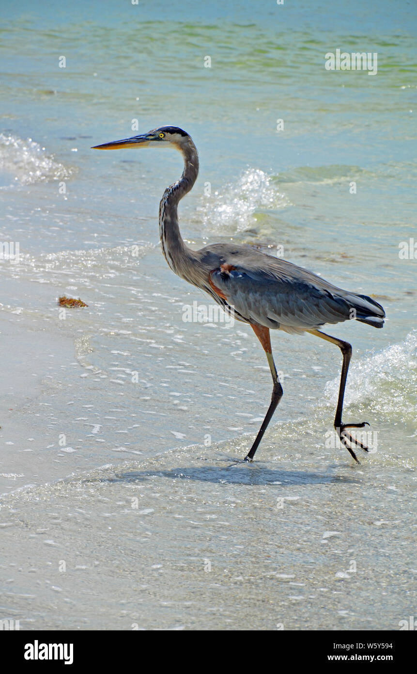 Grand héron (Ardea herodias) avec de longs bec orange, jaune vif, des yeux, du cou mince corps bleu-gris, brun bordé d'ailes, de longues pattes et sharp talon Banque D'Images