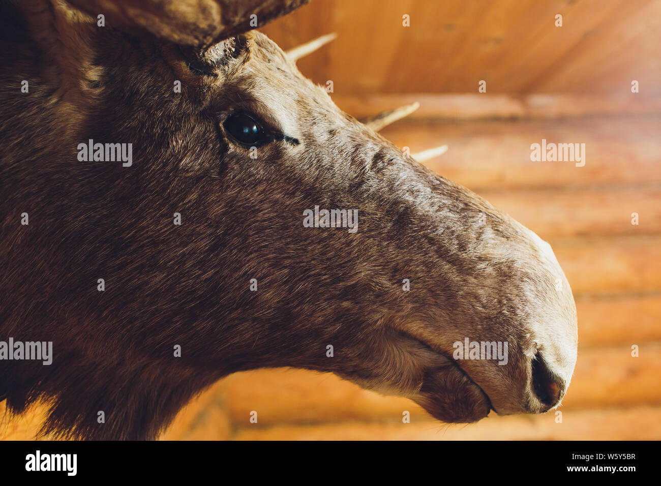 Tête de cerf Wapiti farcies sur le mur d'hunter house. Banque D'Images