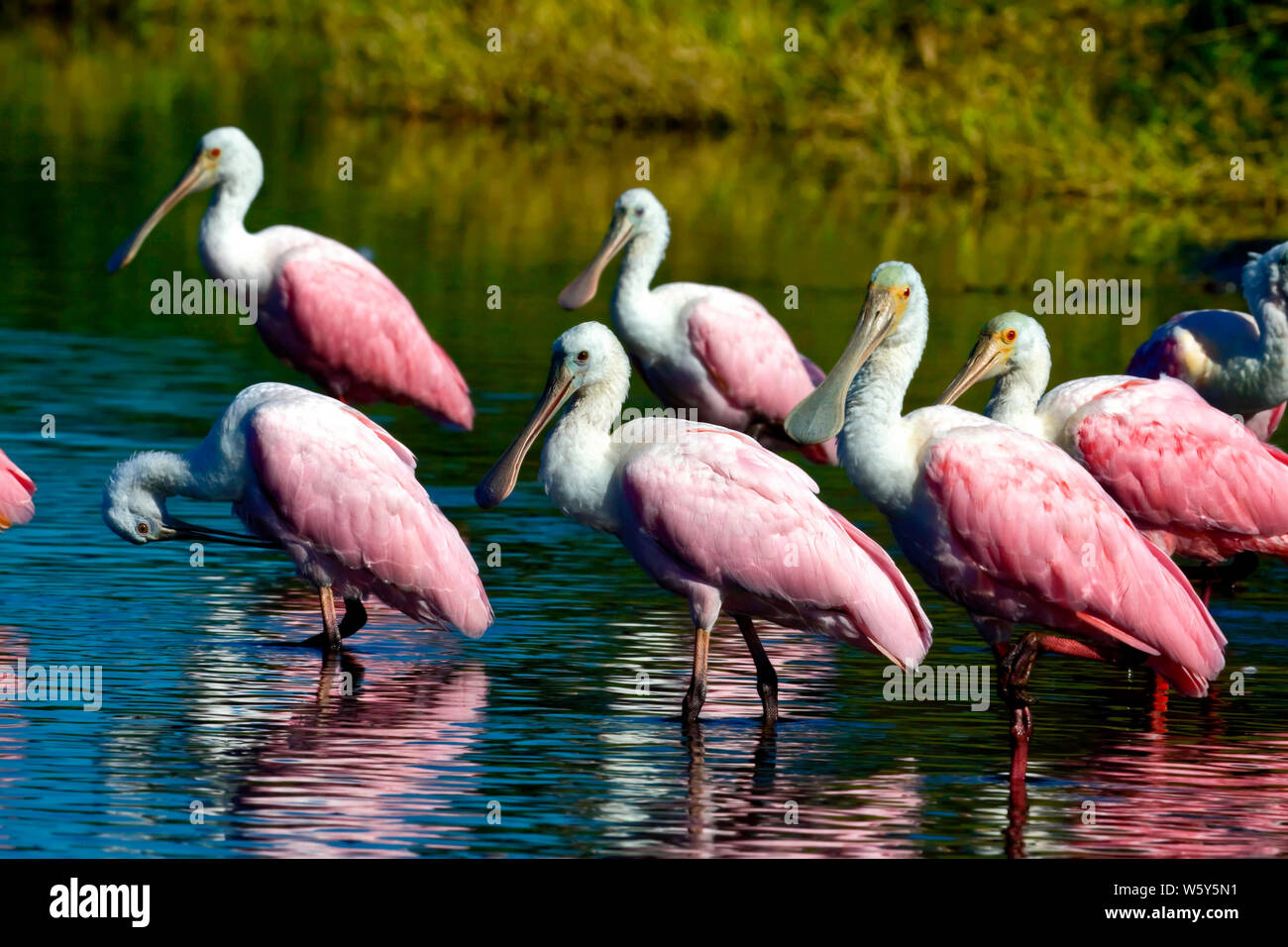 Sterne de Sopoonbill ; oiseaux ; colorées ; comité permanent du troupeau ; eau ; Ajaia ajaja ; faune ; les animaux, Myakka River State Park, Sarasota, FL ; Floride ; hiver ; ho Banque D'Images