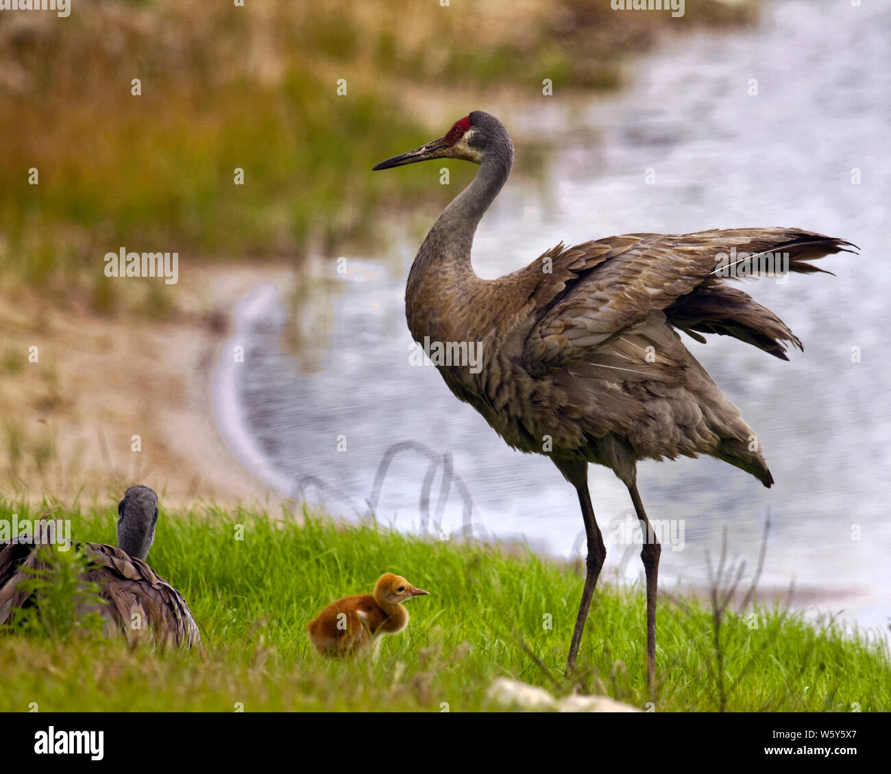 Les Grues Du Canada De La Famille 2 Adultes Bebe Front Rouge Grus Canadensis Grand Oiseau La Faune La Floride Fl L Hiver Photo Stock Alamy