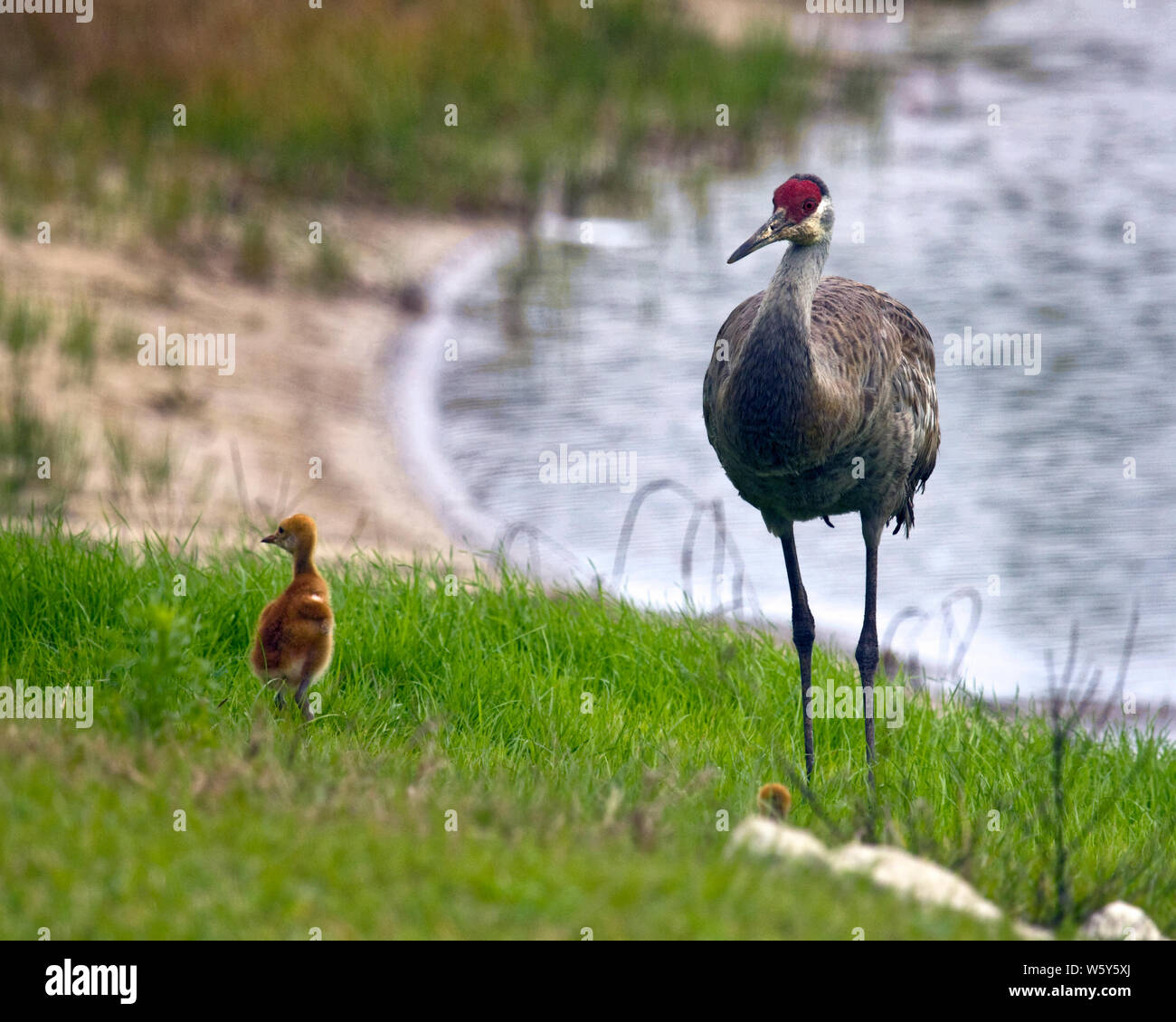 La Grue Du Canada La Famille L Adulte Bebe Front Rouge Grus Canadensis Grand Oiseau La Faune La Floride Fl L Hiver Photo Stock Alamy