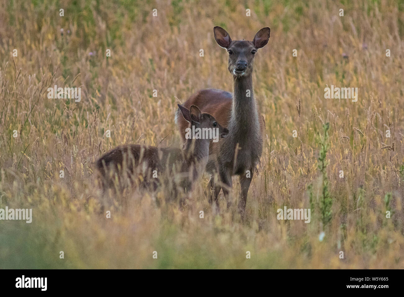 Le cerf sika doe et de faon à golden meadow Banque D'Images