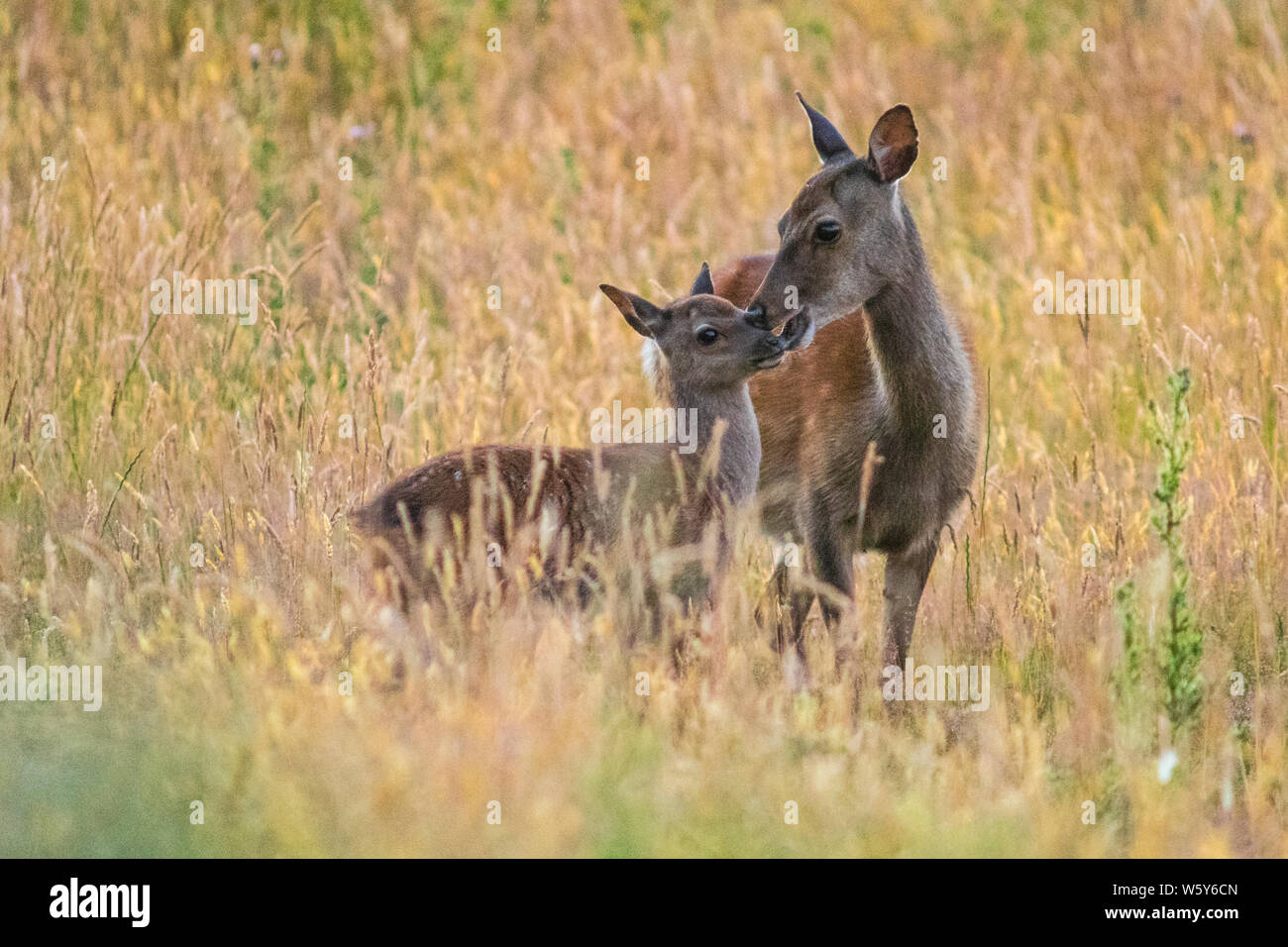 Le cerf sika biche et faon dans une prairie d'or nez à nez Banque D'Images