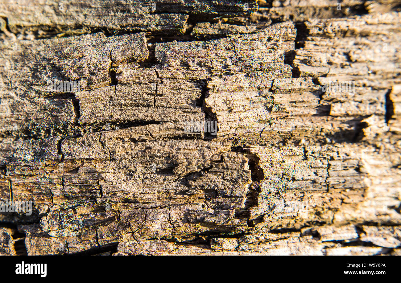 La texture des planches en bois patiné Banque D'Images