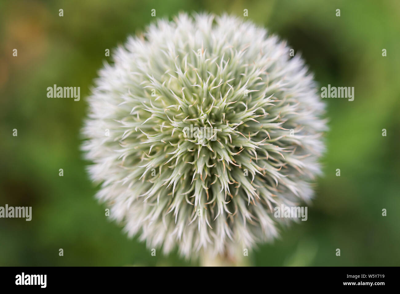 Globe thistle/Echinops, seed head in close up Banque D'Images