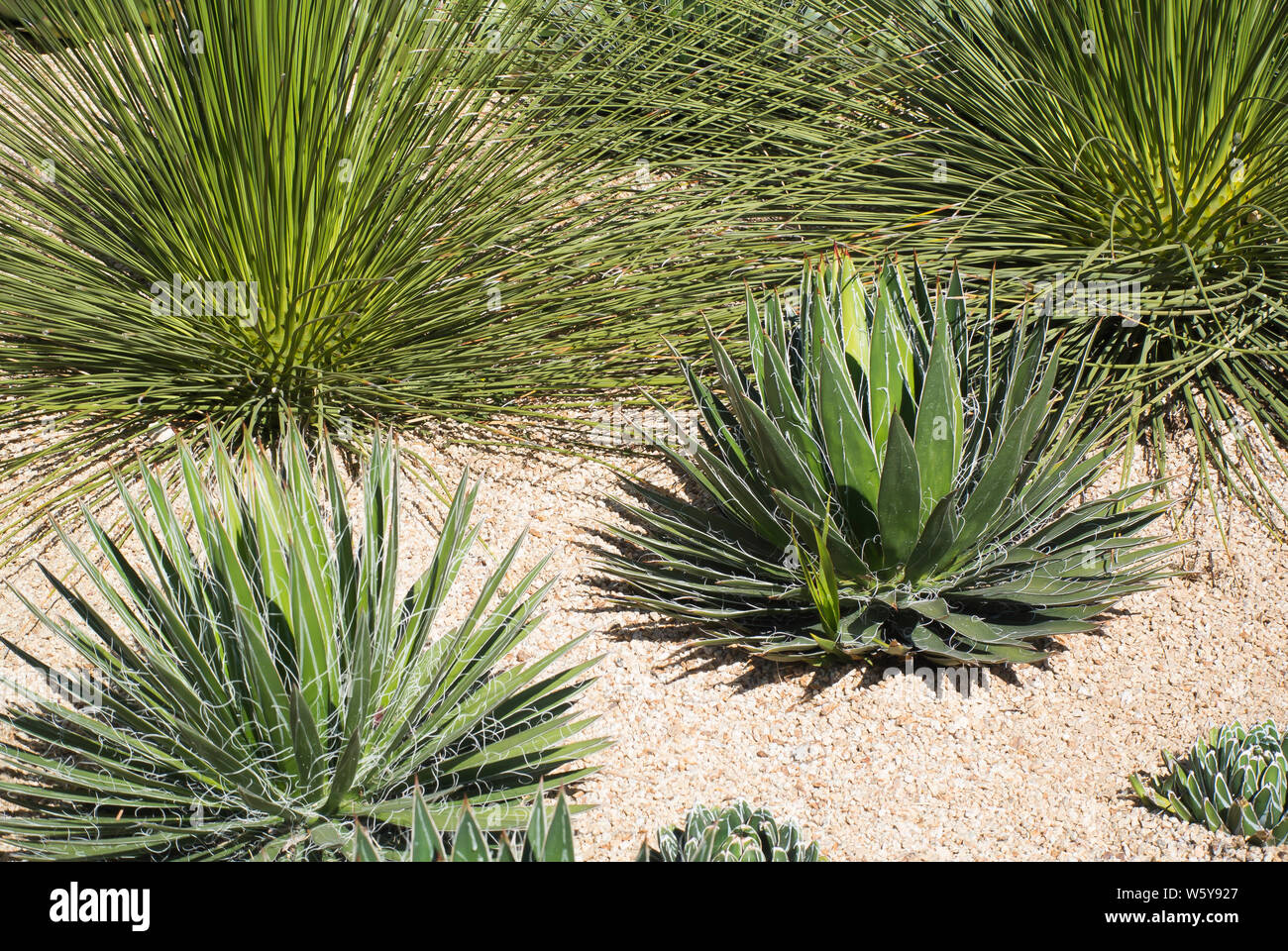 Jardin sec en parc public avec l'Agave Banque D'Images