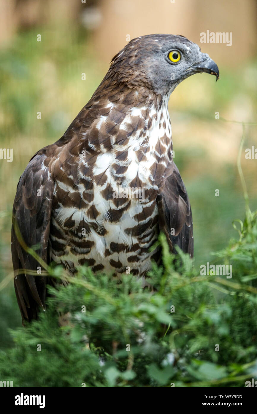 Pernis apivorus Honey buzzard, oiseau de proie, Banque D'Images