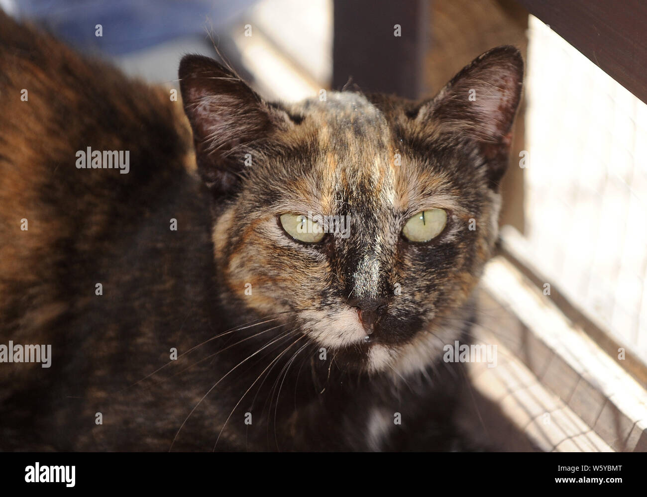 Tortoiseshell Cats Banque D Image Et Photos Alamy Tortoiseshell Cats Banque D Image Et Photos Alamy