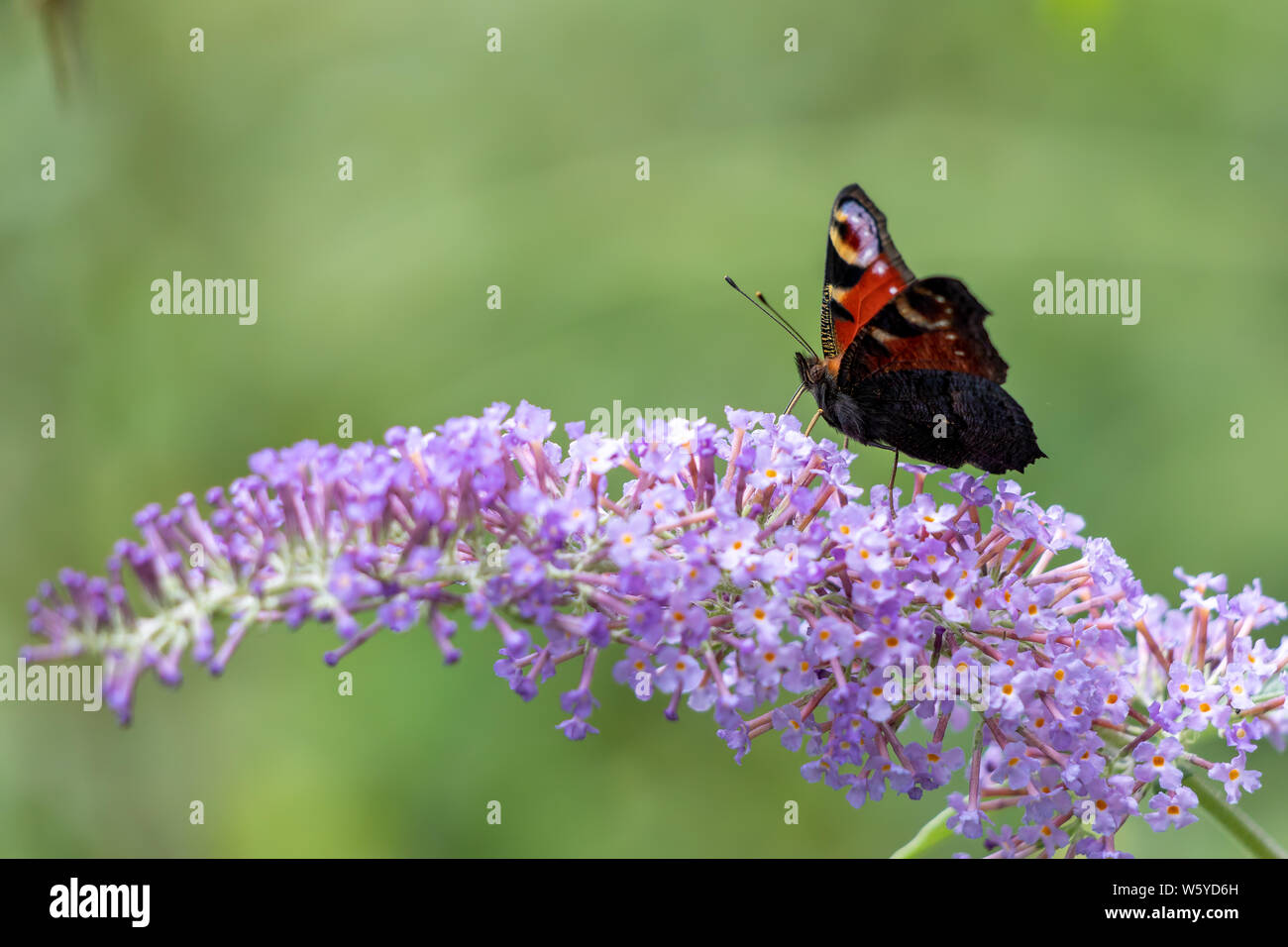 Papillon Paon européen (Inachis io) se nourrissant de Buddleia Blossom Banque D'Images