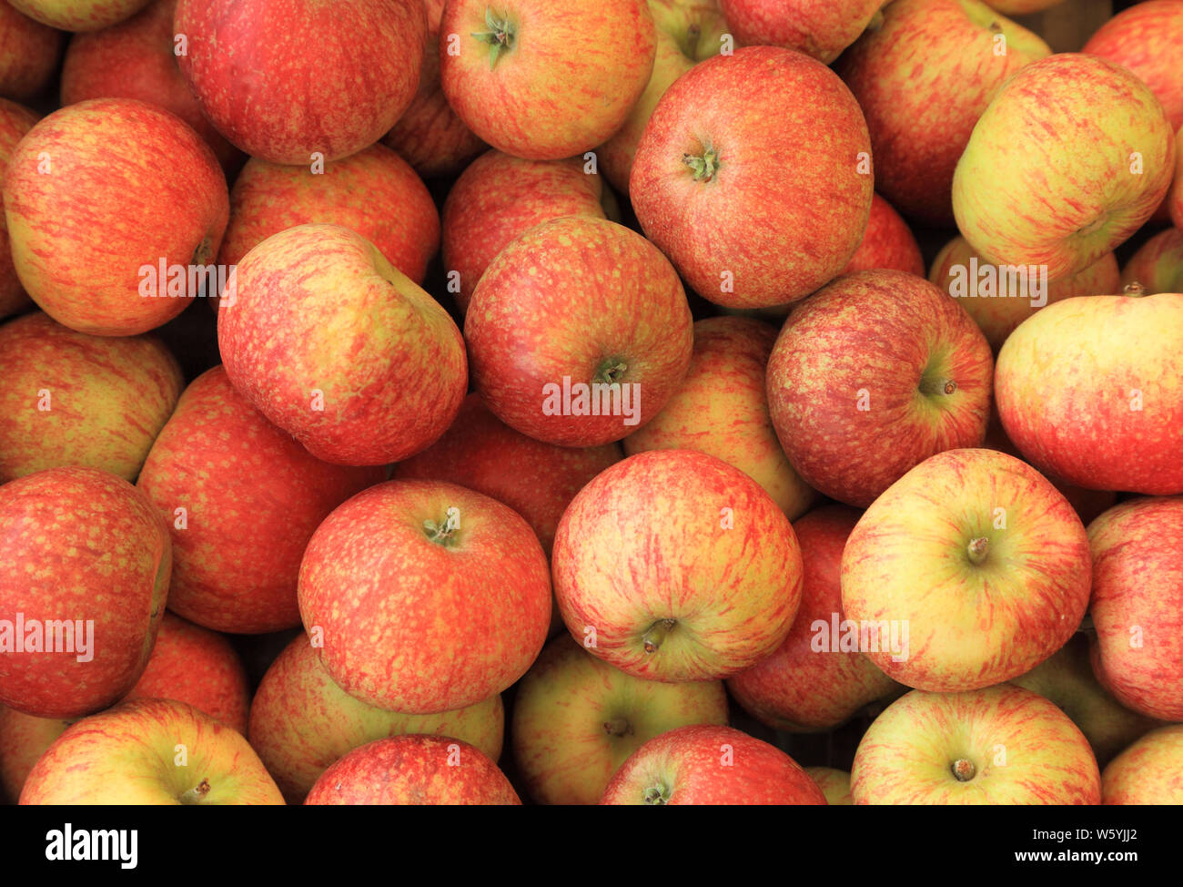 La pomme 'Beauté de baignoire', les pommes, de variétés, variétés, farm shop display, Norfolk, Angleterre Banque D'Images