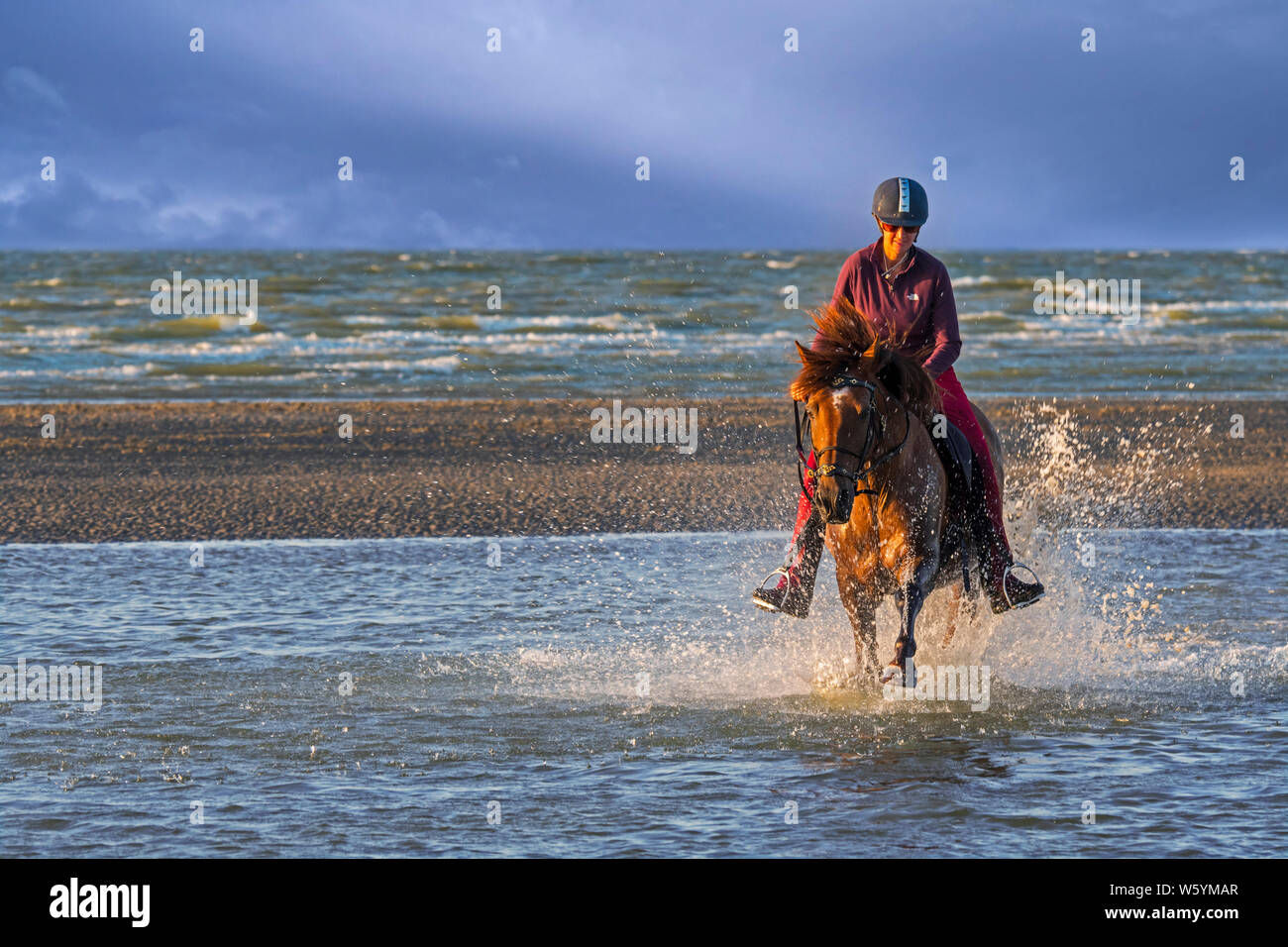 / Cavalière cheval femelle cavalier au cheval galopant dans l'eau sur la plage le long de la côte de la mer du Nord Banque D'Images