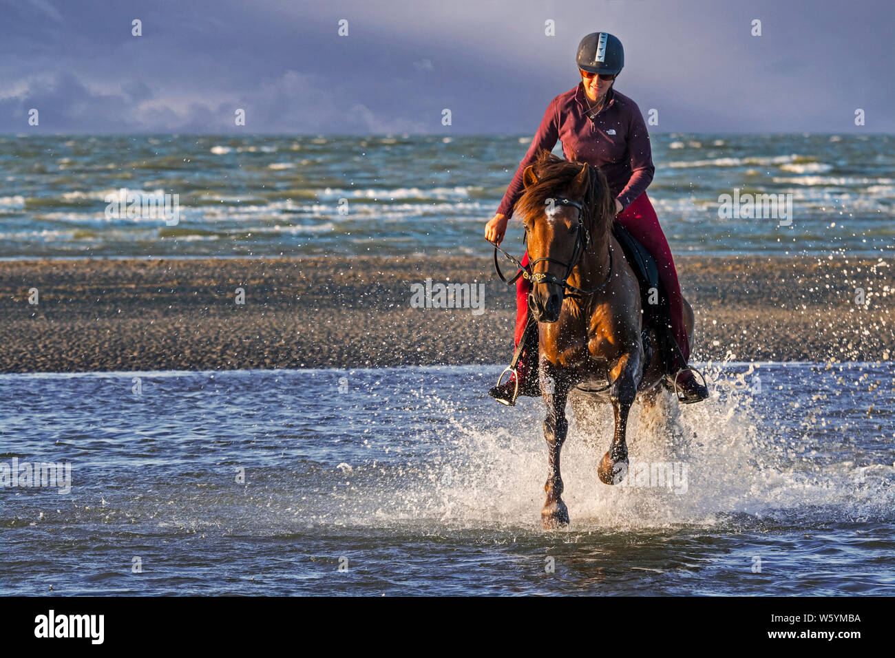 / Cavalière cheval femelle cavalier au cheval galopant dans l'eau sur la plage le long de la côte de la mer du Nord Banque D'Images