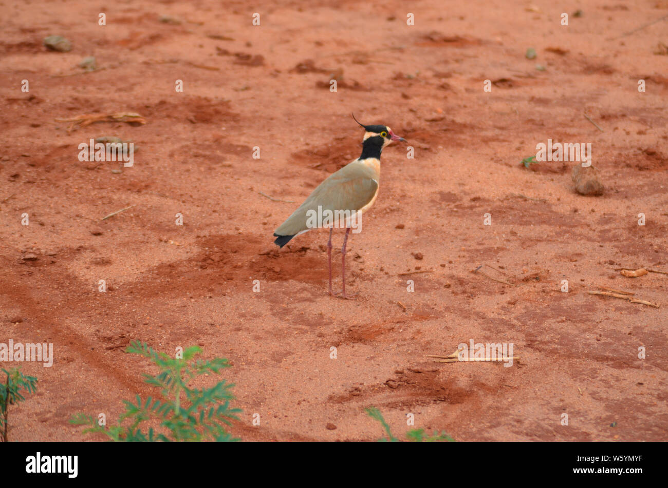Kenya Safari avec de longues pattes d'oiseaux Banque D'Images
