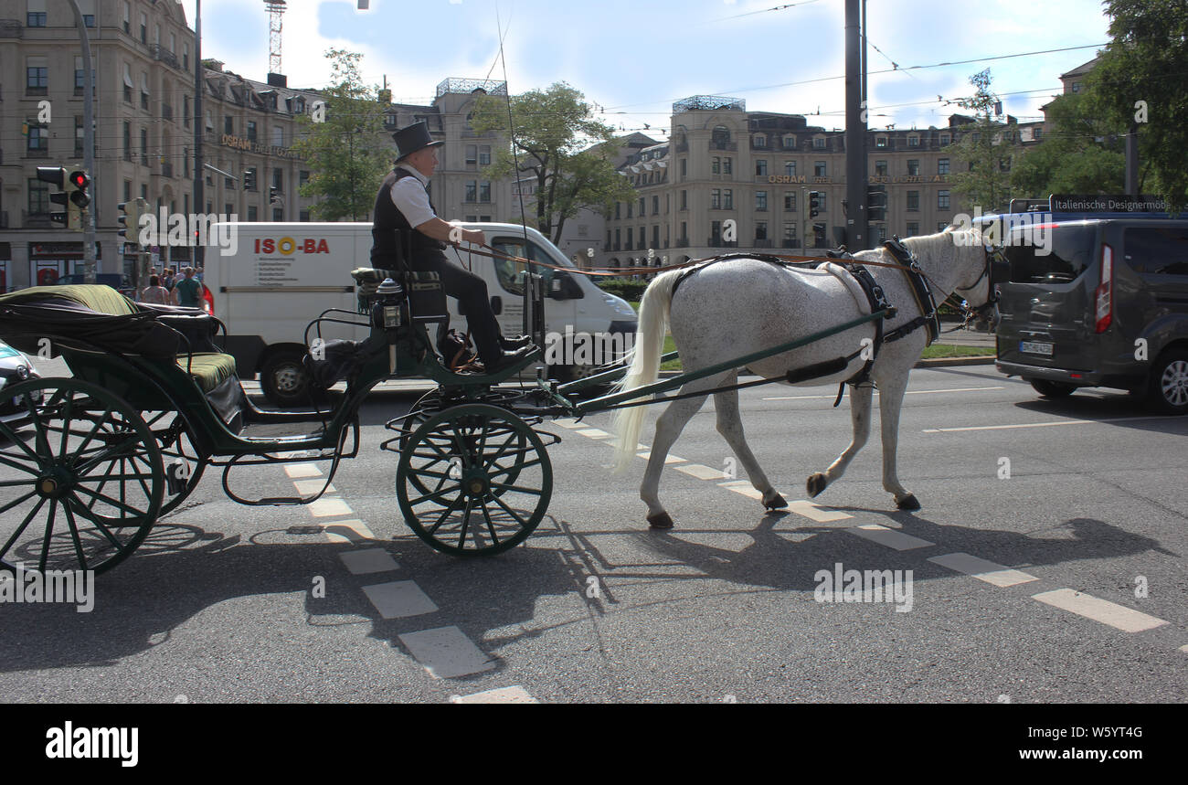 Trafic nostalgique tiré par des chevaux à Munich. La dernière calèche traditionnelle unique à deux chevaux de la ville transportant des touristes à travers un trafic urbain dense Banque D'Images