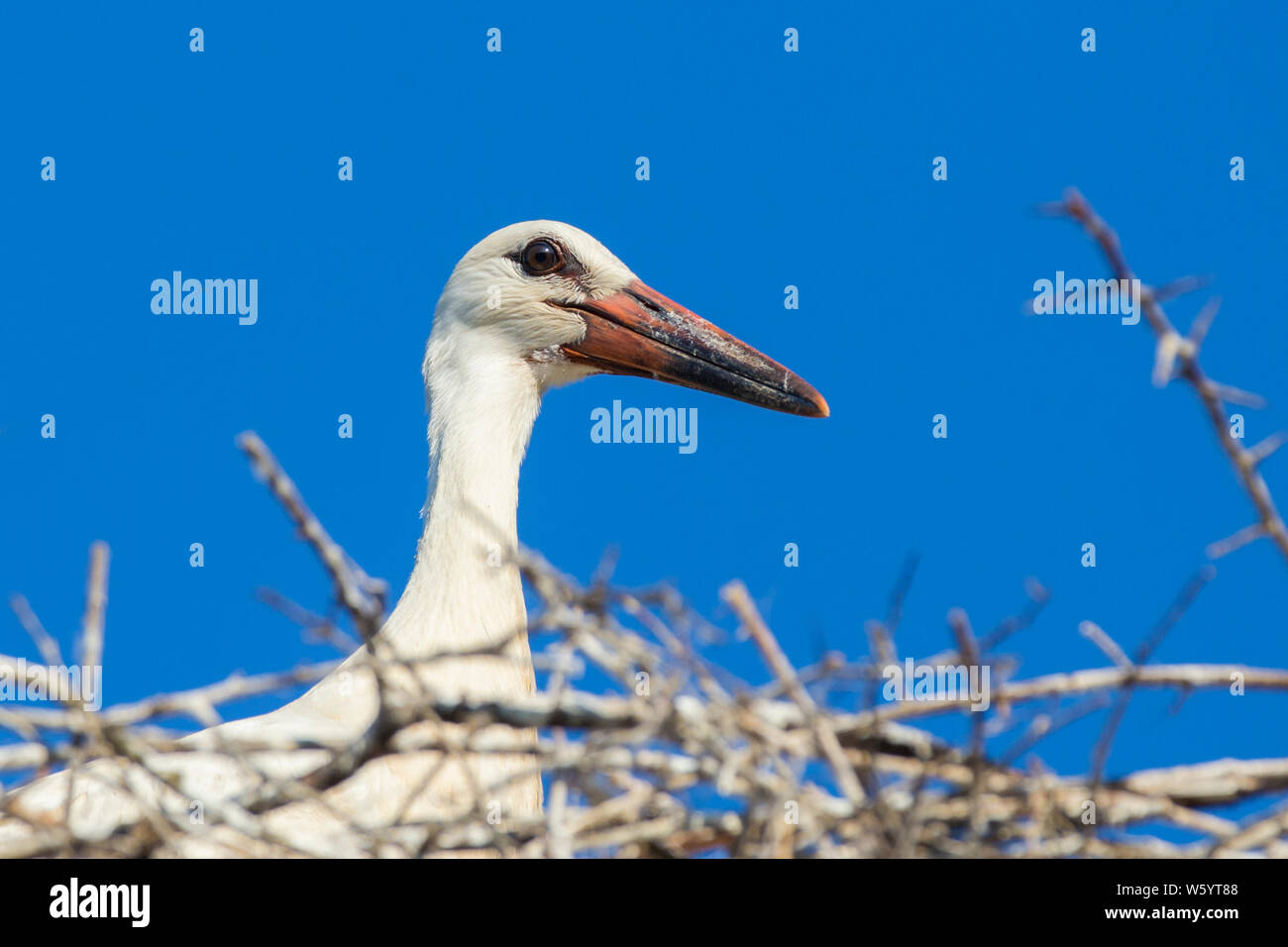 Cigogne Blanche Bebe A La Nid Premier Vol Photo Stock Alamy