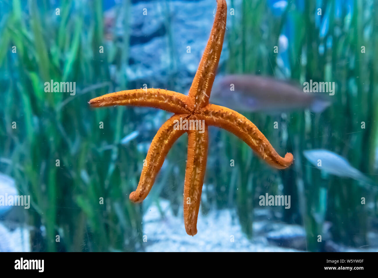 Reproduction des étoiles de mer Banque de photographies et d’images à haute résolution Alamy