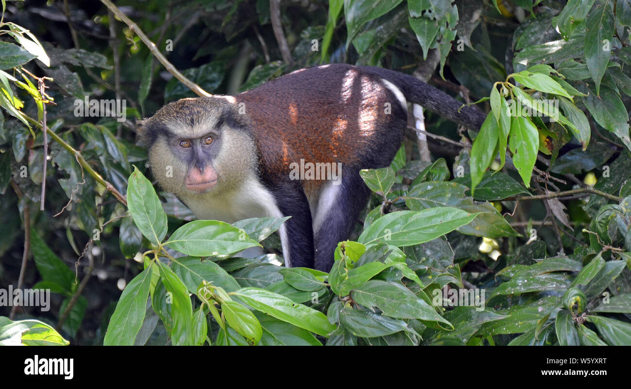 Vue de face d'un singe mona la Grenade (Cercopithecus mona) avec des yeux bruns, un masque noir, museau rose, barbe et crémeuse et soyeuse, ventre brown Banque D'Images