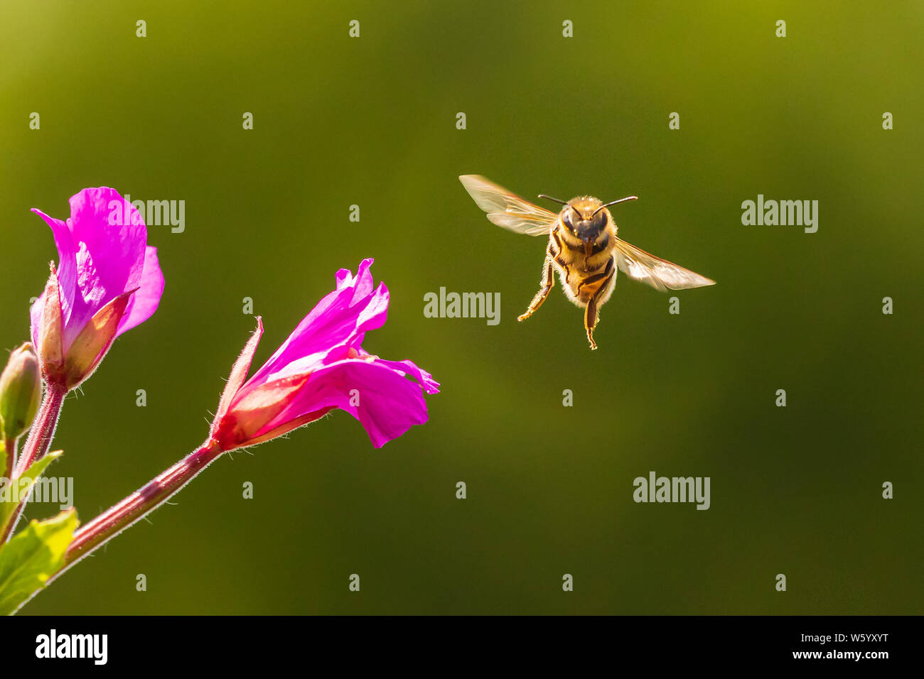 Libre de'abeille à miel ou l'abeille européenne (Apis mellifera) se nourrissant de nectar grande rose Epilobium hirsutum fleurs d'épilobe velu Banque D'Images