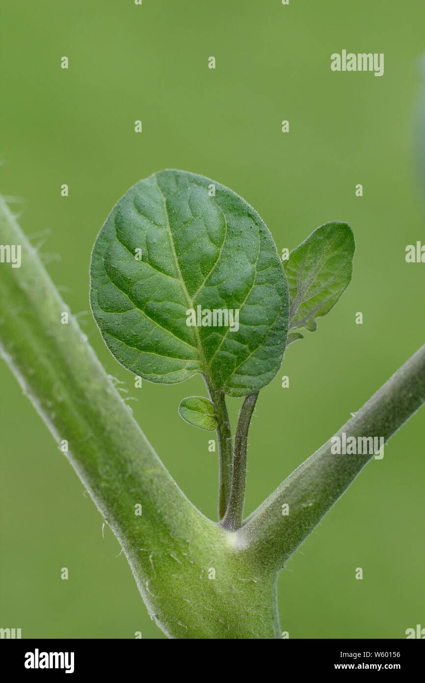 Solanum lycopersicum 'Sweet Millions'. La suppression des pousses latérales sur un plant de tomate à la main en juin. UK Banque D'Images
