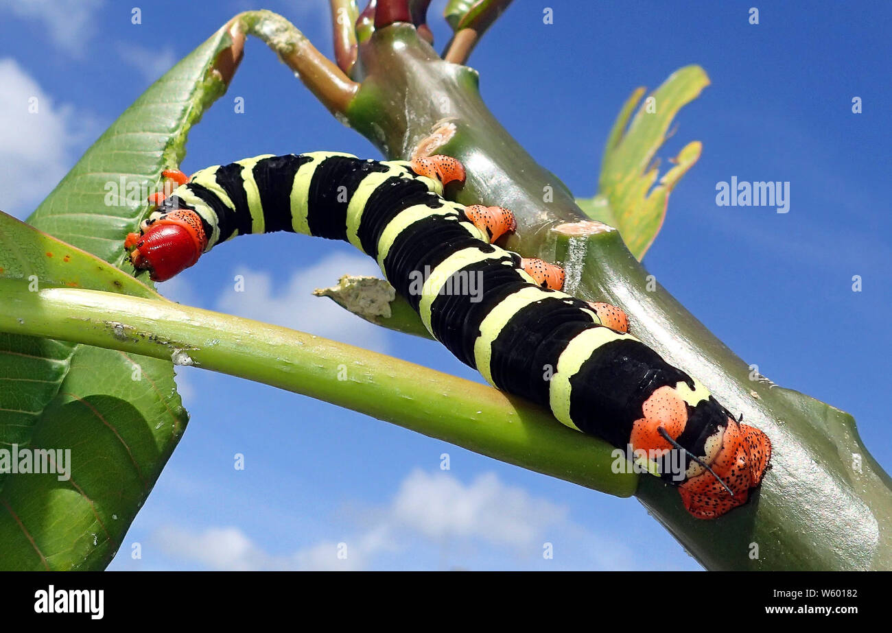 Close up d'un frangipanier Pseudosphinx tetrio (caterpillar) avec une lime et noir velouté corps rayé orange pêche, sa queue et ses pattes, et red head bent sur Banque D'Images