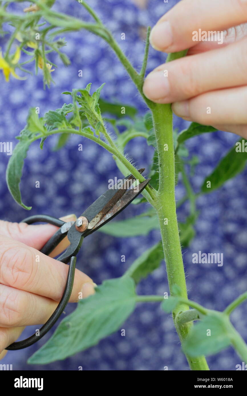 Solanum lycopersicum 'Sweet Millions'. La suppression des pousses latérales sur un plant de tomate avec des ciseaux Banque D'Images