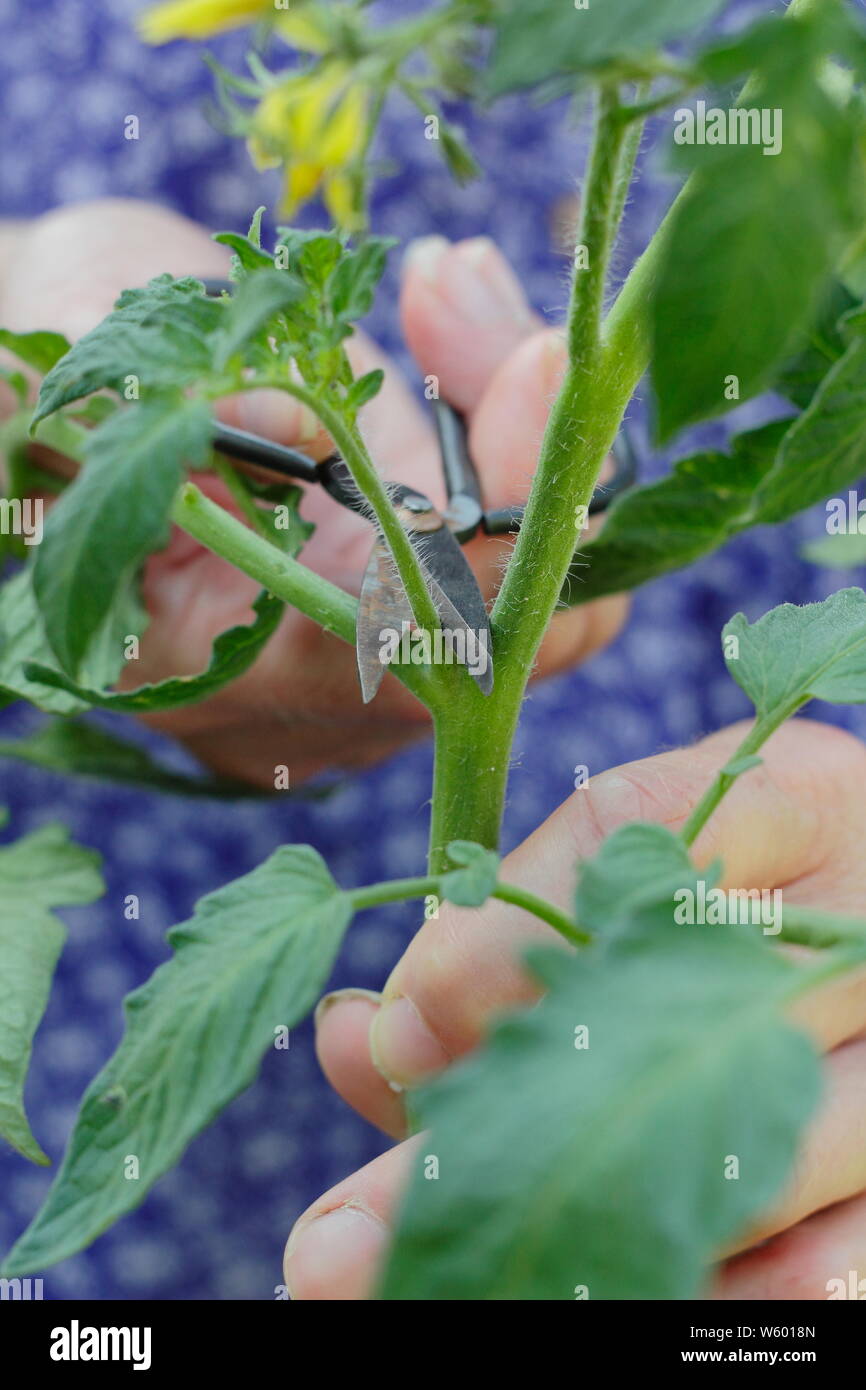 Solanum lycopersicum 'Sweet Millions'. La suppression des pousses latérales sur un plant de tomate avec des ciseaux Banque D'Images