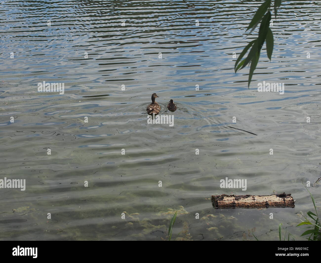 Sur la surface de la flotte du réservoir de canards sauvages adultes avec un petit caneton. Des oiseaux sauvages. Banque D'Images