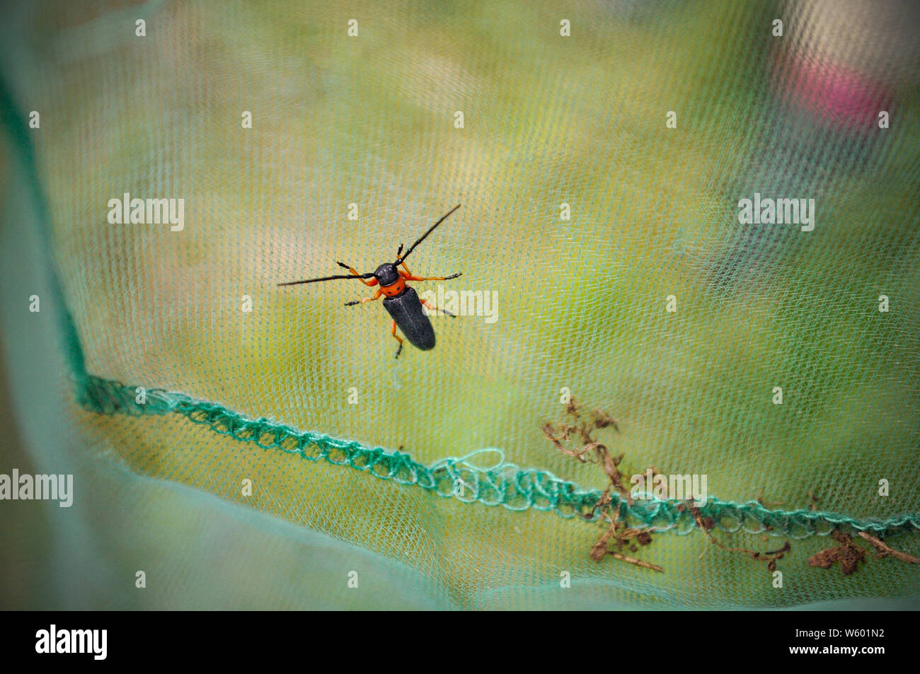 Attraper des insectes, longhorn bug pris dans le filet Banque D'Images