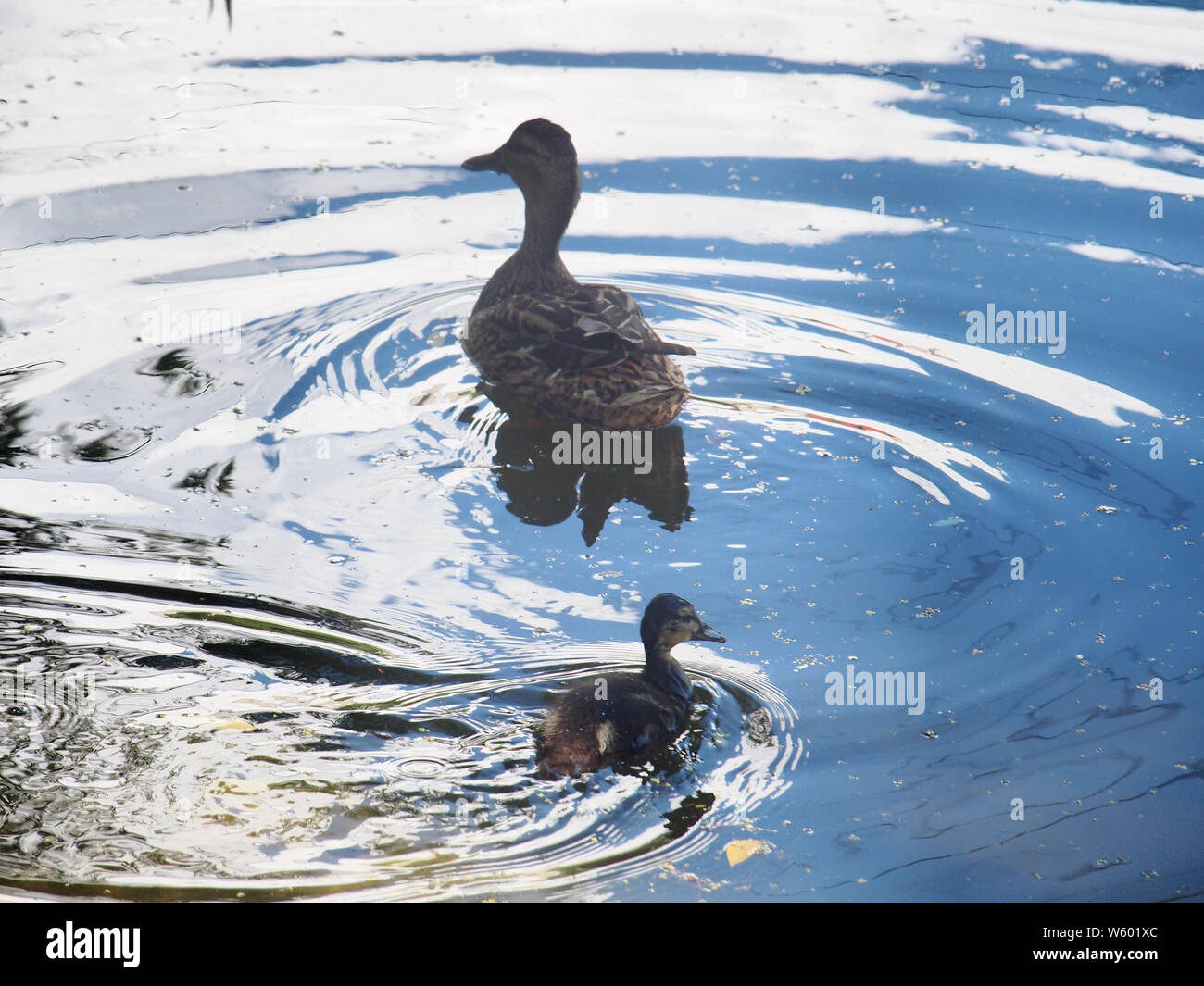 Sur la surface de la flotte du réservoir de canards sauvages adultes avec un petit caneton. Des oiseaux sauvages. Banque D'Images