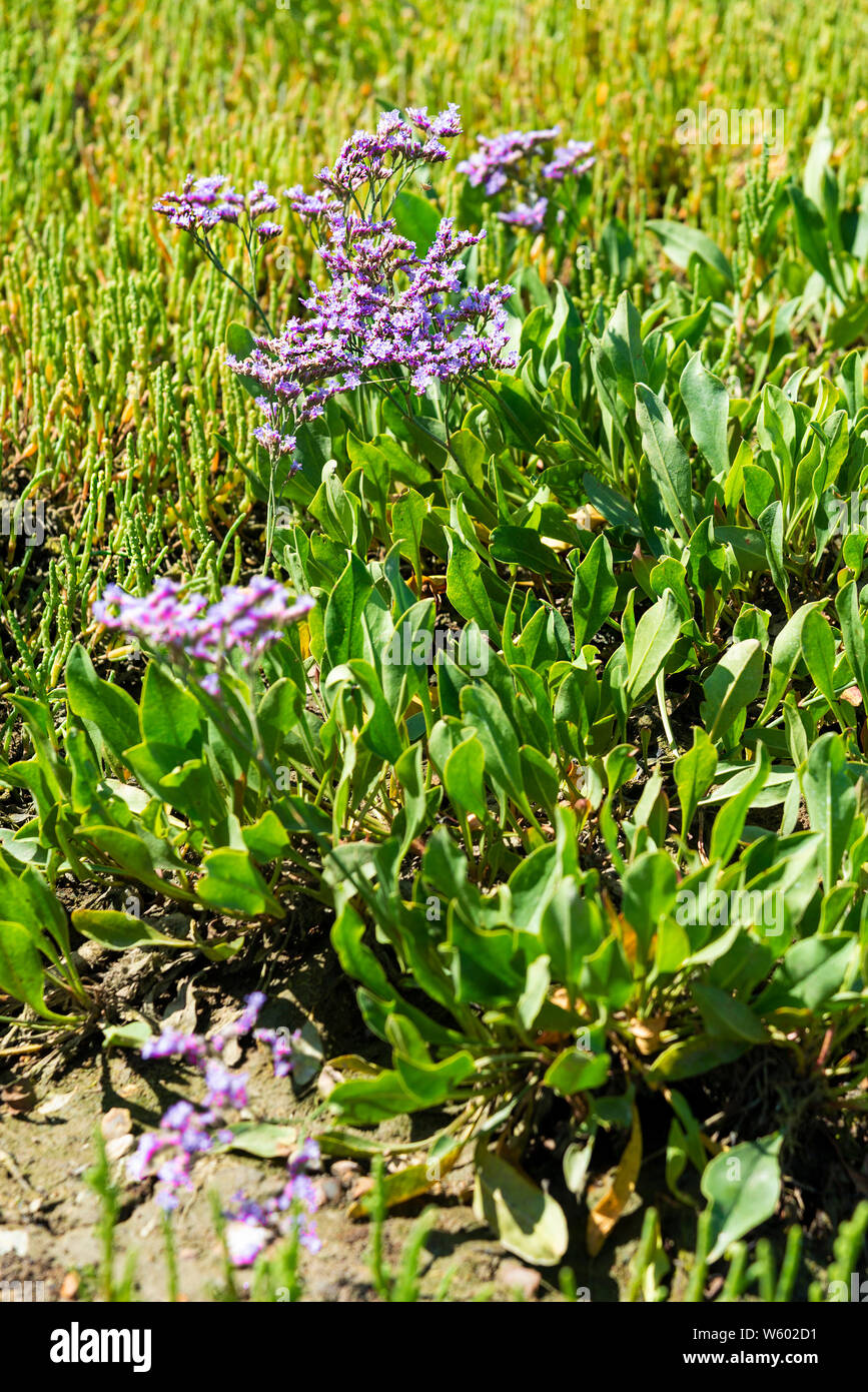 La lavande de mer (Limonium vulgare) avec de plus en plus europaeaon samphire (Salicornia la mer dans le port de Chichester, West Wittering, West Sussex, Angleterre, Royaume-Uni Banque D'Images