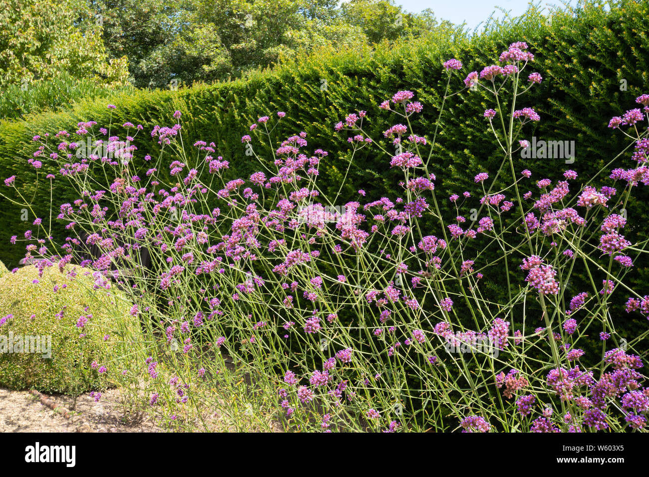 Purpletop verveine (Verbena bonariensis) fleurs dans un jardin en été, au Royaume-Uni. Peut être cultivée comme une annuelle ou de floraison des plantes vivaces herbacées. Banque D'Images