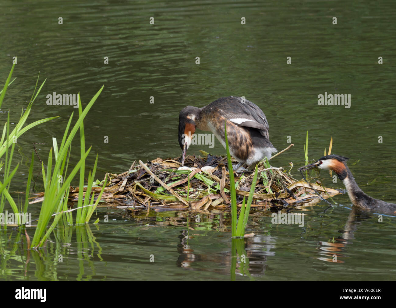 Grand-crested Grebe Podiceps cristatus,, deux adultes, un comité permanent sur son nid avec des oeufs. Lea Valley, Essex, UK Banque D'Images