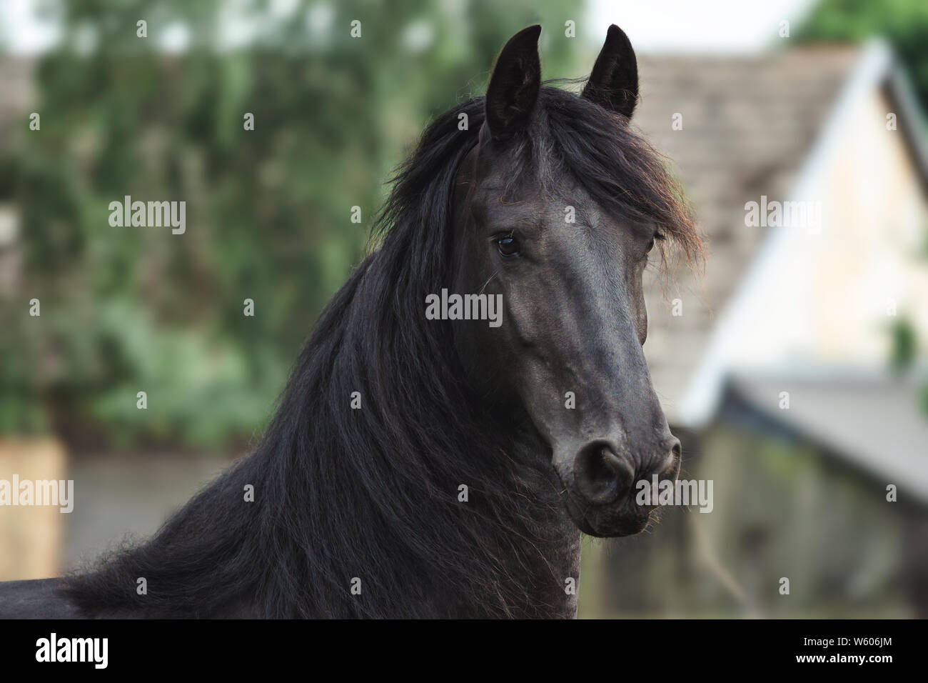 Tete D Un Cheval Frison Cheval Frison Noir Photo Stock Alamy