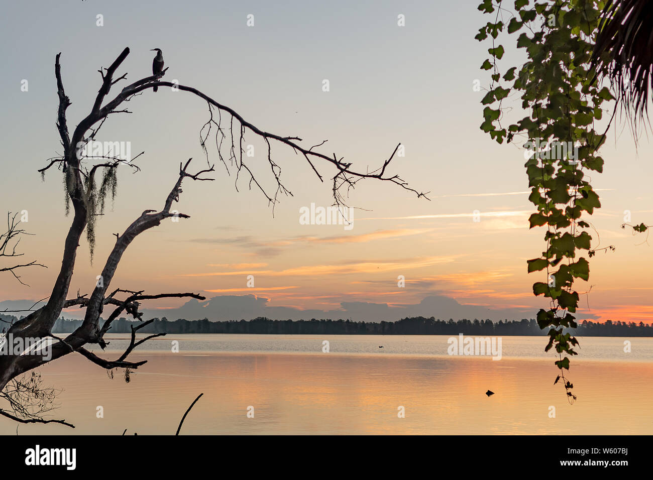 La nature en Floride, comme le soleil se lève sur un anhinga veillant sur un lac Banque D'Images