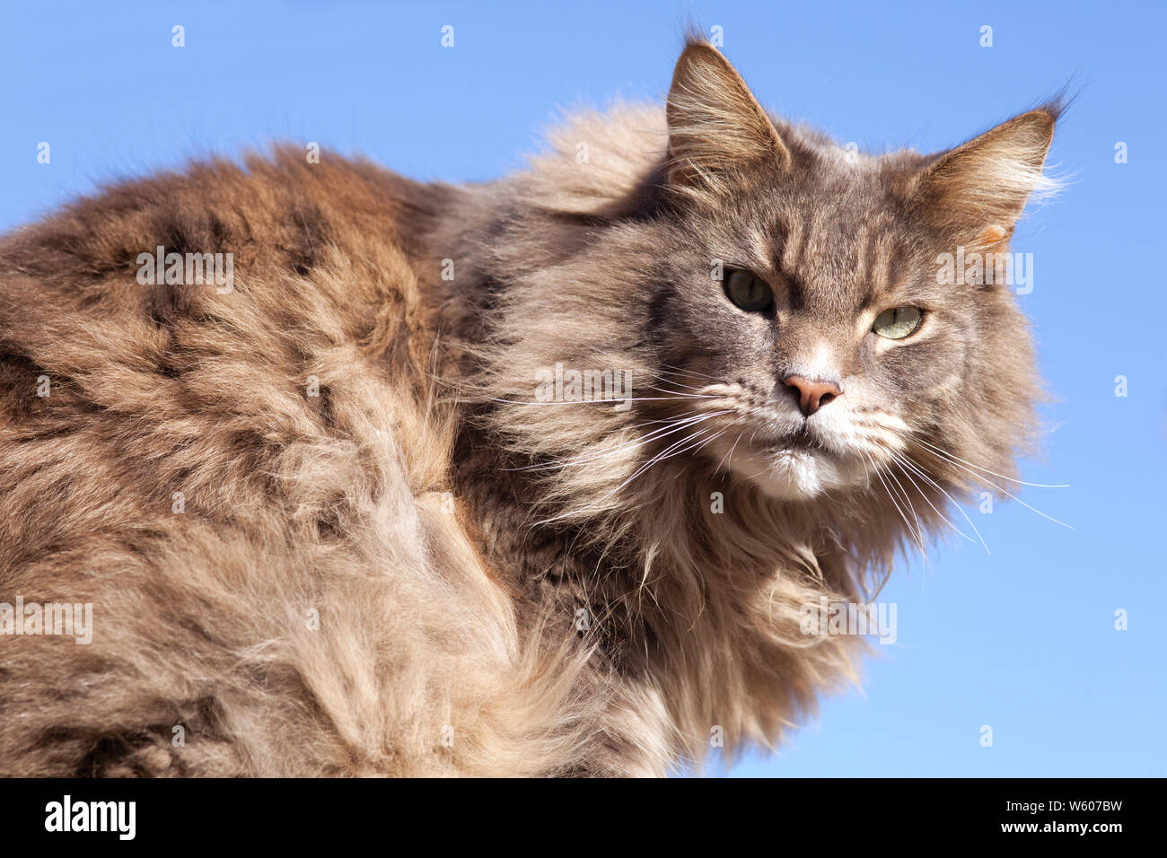 Contre Un Ciel Bleu Un Immense Un Peu Delabre Tabby Chat A Poil Long Fixe Un Regard Reprobateur Vers La Camera Avec Ses Yeux Vert Pale Reconstitution Photo Stock Alamy