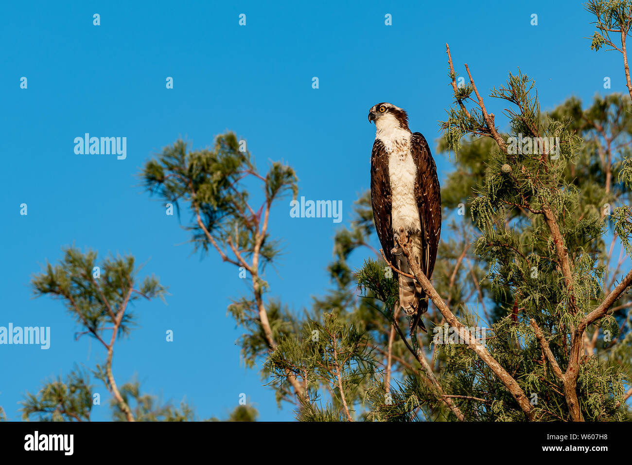 Osprey dans un arbre les yeux dans la distance par une belle journée ensoleillée Banque D'Images