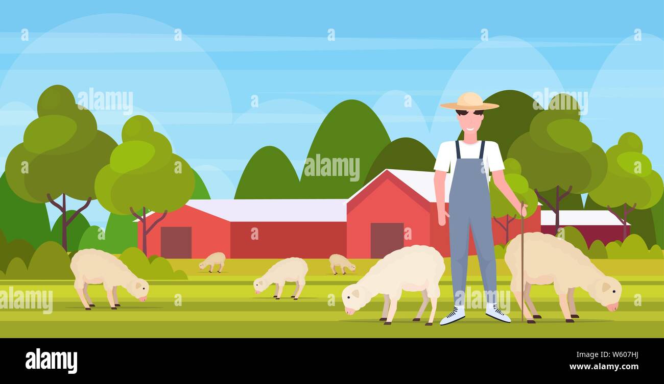 Berger avec bâton de moutons blancs élevage troupeau libre de l'élevage ovin agriculteur agriculture écologique des terres agricoles paysage concept campagne télévision pleine Illustration de Vecteur