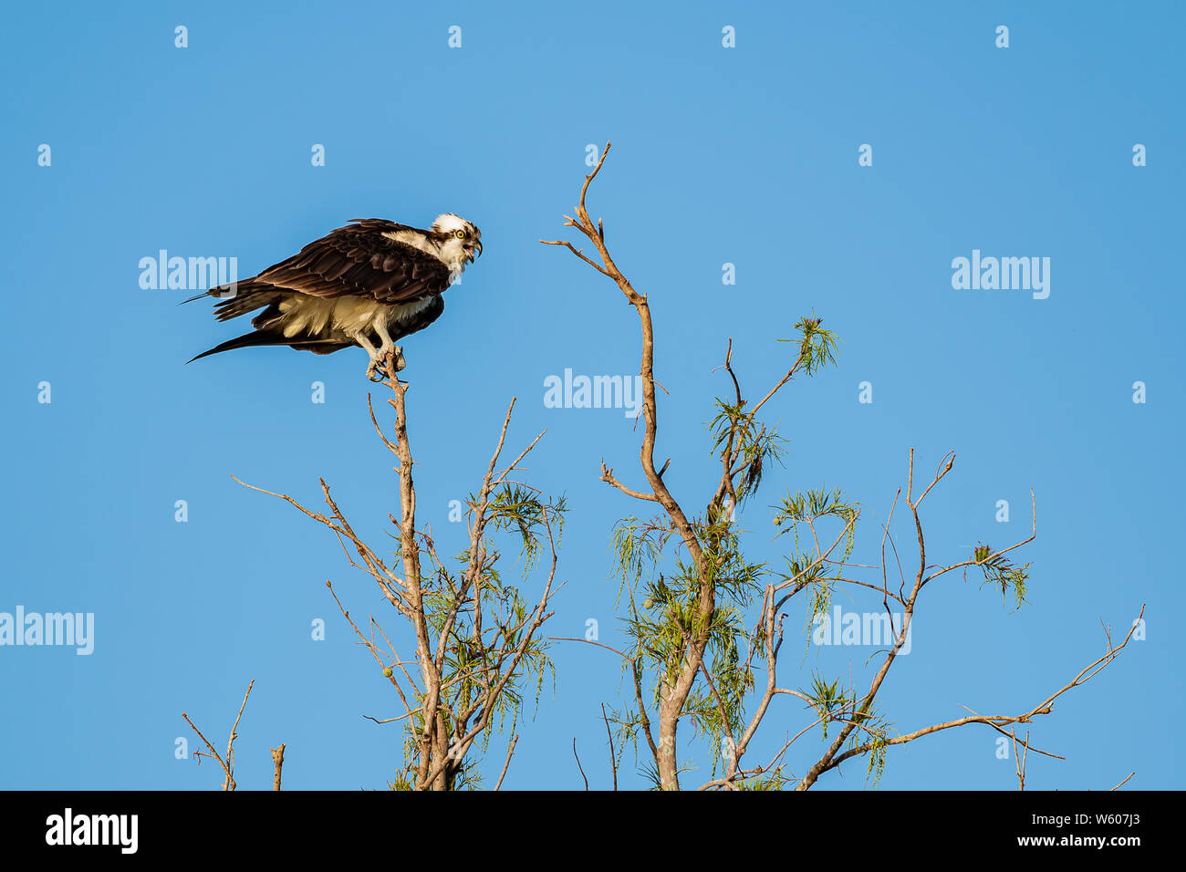 Osprey dans un arbre les yeux dans la distance par une belle journée ensoleillée Banque D'Images