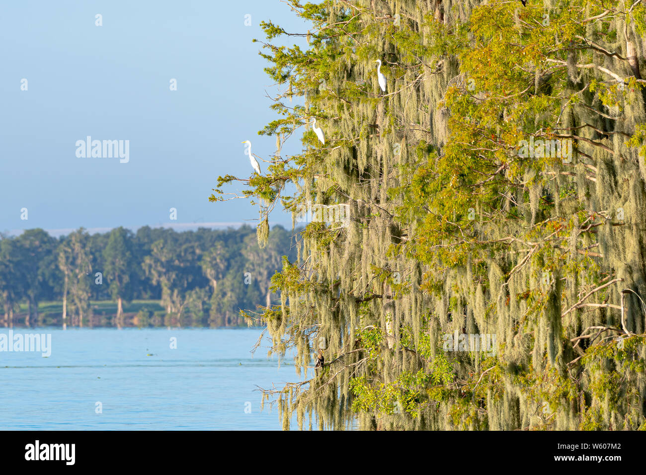 Les arbres moussus sur un lac en Floride avec beaucoup d'aigrettes blanches perchées sur leurs branches Banque D'Images