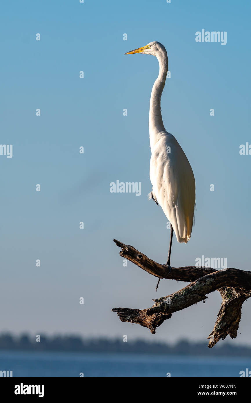 Grande aigrette se trouve perché l'arpentage l'eau et tout ce qu'il voit Banque D'Images