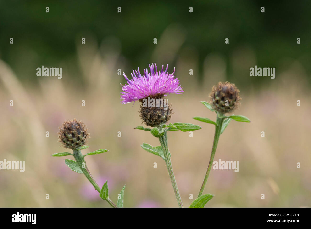 Hardheads, la centaurée, la centaurée noire Centaurea nigra,, dans wild flower meadow, Sussex, Juillet Banque D'Images